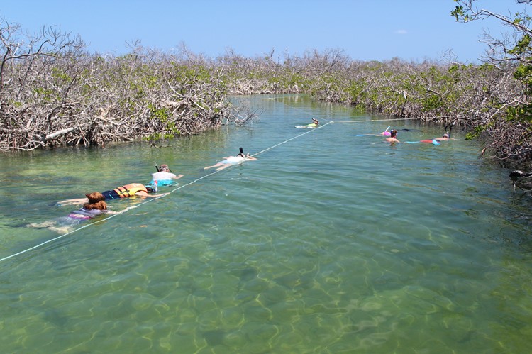Snorkelen tussen de mangroven van Cayo Guillermo, Cuba